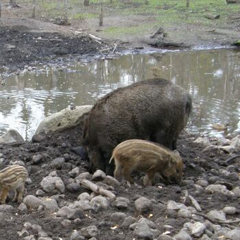 Eine Mutter mit ihren zwei jungen Schweinen, die zusammen auf einer Wiese stehen und sich umsehen.