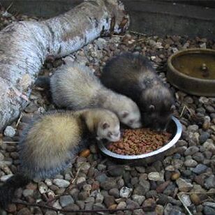 Drei Frettchen fressen aus einer Schüssel, die im Boden steht.