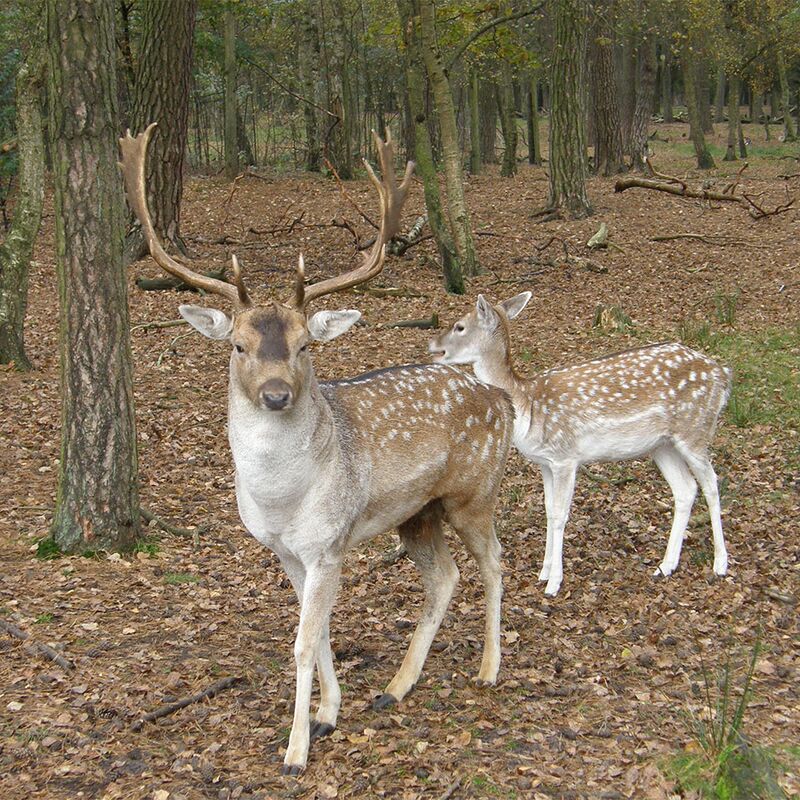 Zwei Hirsche im Hirschpark Blankenese, umgeben von grüner Natur.