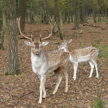 Zwei Hirsche im Hirschpark Blankenese, umgeben von grüner Natur.