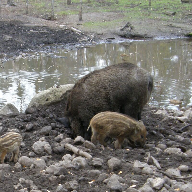Eine Mutter mit ihren zwei jungen Schweinen, die zusammen auf einer Wiese stehen und sich umsehen.