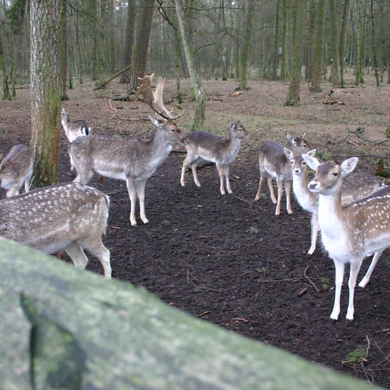 Viele Hirsche im Hirschpark Blankenese, umgeben von grüner Natur.