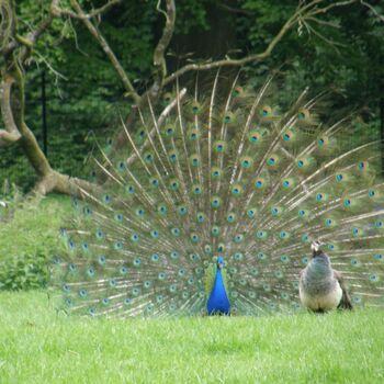 Ein Pfau mit ausgebreitetem Schwanz zeigt seine bunten Federn in voller Pracht.