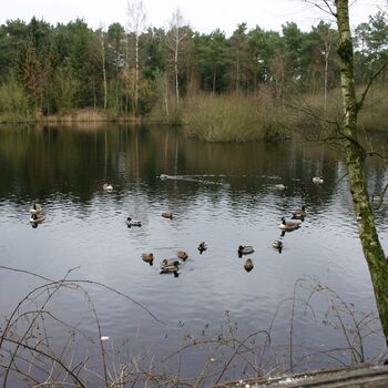 Enten schwimmen im Wasser im Hirschpark Blankenese